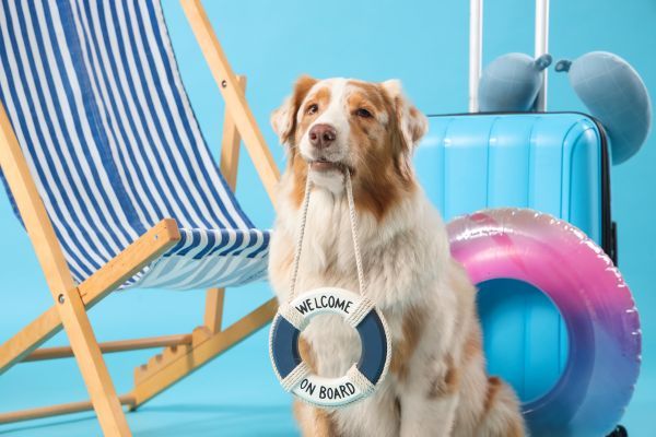 Dog near travel and beach equipment holding a lifesaver that says "Welcome on board"